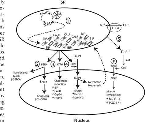 A Model For The Activation Of The UPR In The Absence Of H6PD 1 H6PD