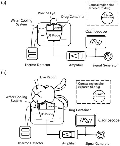 Schematic Illustration Of The Ultrasound Experiment Setup A In Ex