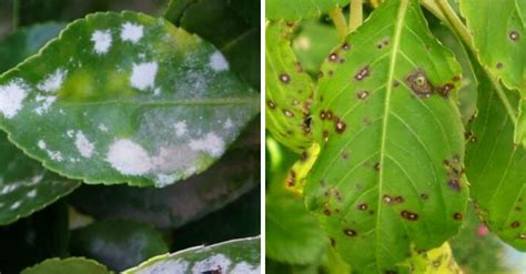 Aprenda A Identificar E Tratar Fungos Em Suas Plantas Plantas Folhas