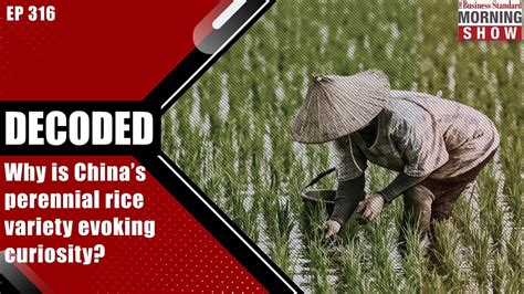 Why Is Chinas Perennial Rice Variety Evoking Curiosity Business