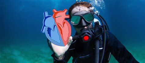 Patent Foramen Ovale And Diving Alert Diver Magazine Dan Europe