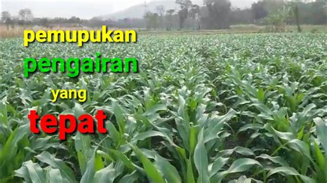 Cara Tanam Jagung Rapat Delinewstv