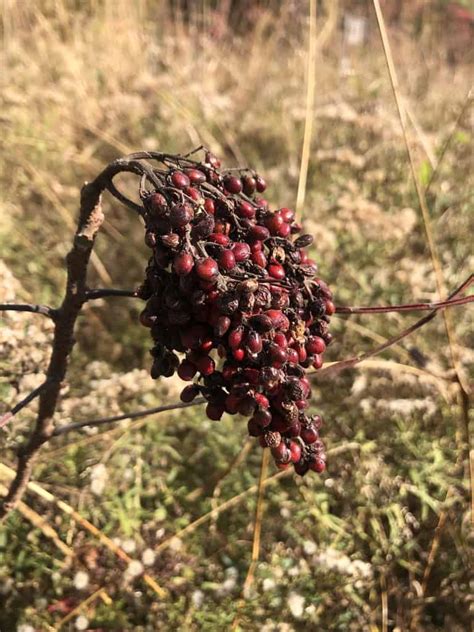 Winged Sumac Louisiana Native Plant Society