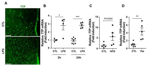 Elevation Of Tristetraporlin TTP Protein And MRNA Expression Levels