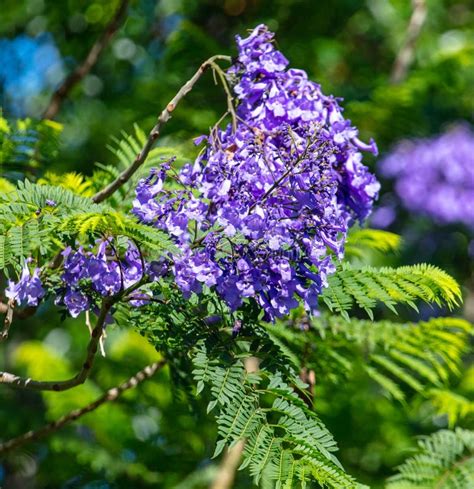 Blue Jacaranda Flowers on Tree Branches. Nature Stock Photo - Image of ...