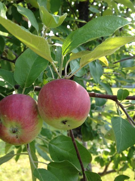 Orchard Ridge Apples | Richmond WI