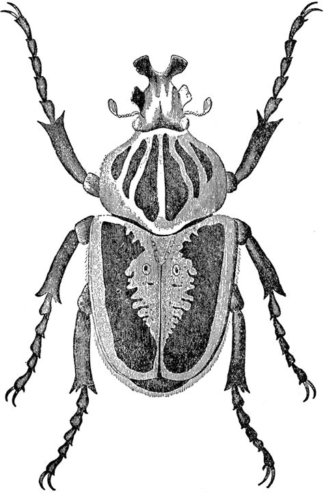 Goliath Beetle | ClipArt ETC