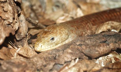 Legless Lizard Stock Image Image Of Wildlife Legless 24722013