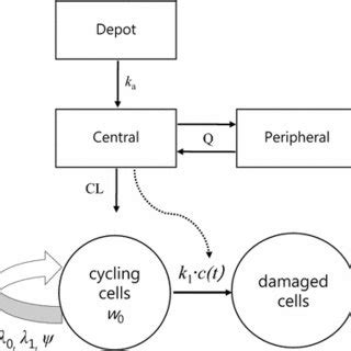 Final PK PD Model Structure Of AGM 130 Definitions Of Parameters For