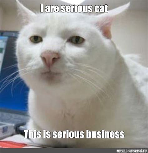 Meme: "I are serious cat This is serious business" - All Templates ...