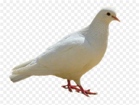 Dove Birds White Png Birds Images Hd Png Transparent Png Vhv