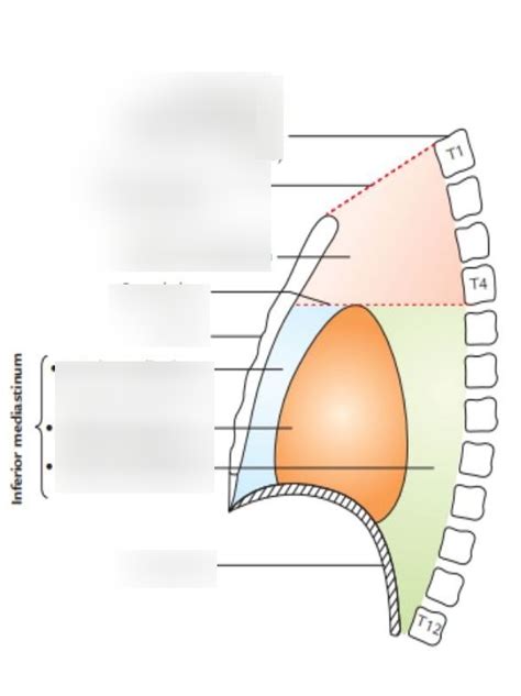 Mediastinum Parts Diagram Quizlet