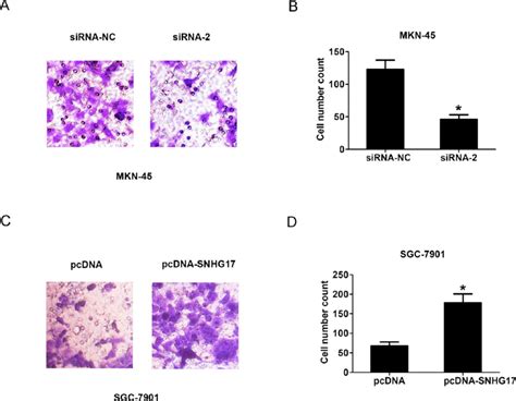 SNHG17 Promotes Cell Invasion In Vitro A B Cell Invasion And