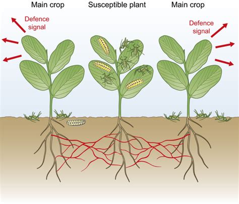 Plantae Review Applications Of Plant Volatile Mediated Signaling