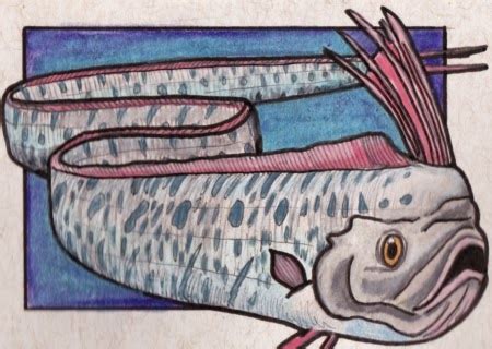 ZooTrophy Animal-a-Day Database: Creature Feature #526: Oarfish