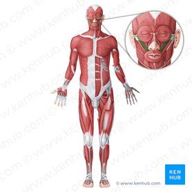 Zygomaticus minor: Origin, insertion, action, innervation | Kenhub