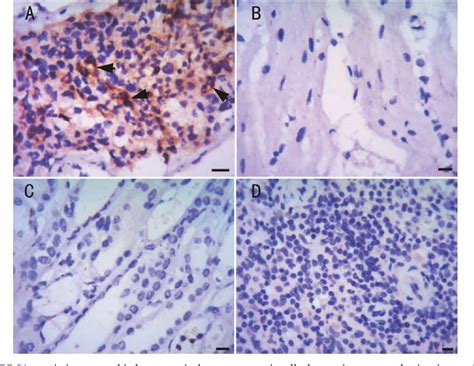 Figure From Characterization Of A Novel Human Testis Specific Gene