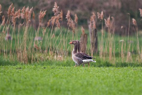 Free Images Nature Grass Field Meadow Prairie Animal Wildlife