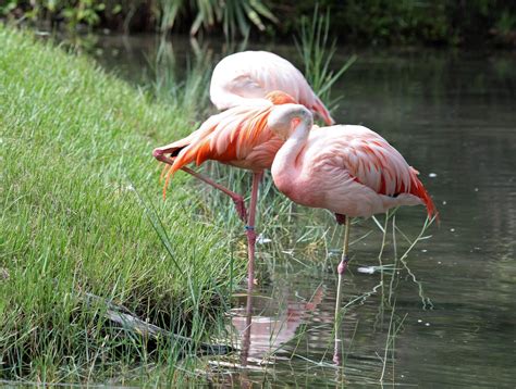 Chilean Flamingo