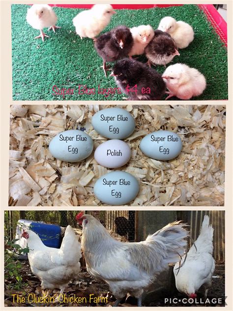 5 fun breeds of chickens that lay blue eggs – Artofit