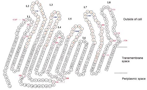 Schematic Representation Of The Placement Of The C Trachomatis MOMP