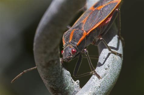 Stink Bugs, Other Insects May Enter Your Home Soon: How To Stop Them
