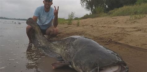 Gigantyczna ryba Sum 2 5 m rekord Wisły Tygodnik Bydgoski