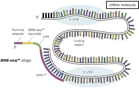 Alithea Genomics新品介绍—high Throughput Rna Sequencing Kits 深圳欣博盛生物科技有限公司