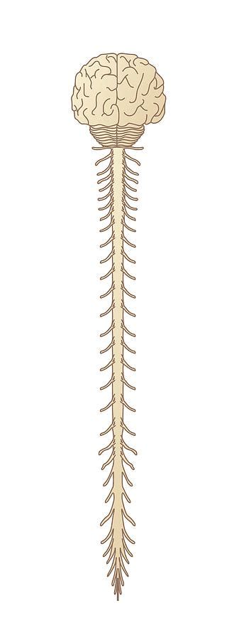 Brain And Spinal Cord, Artwork Photograph by Science Photo Library - Fine Art America