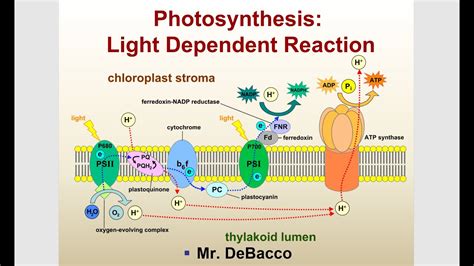 Explain The Light Dependent Reaction