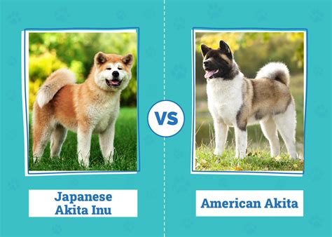 Japanese Akita Inu vs American Akita: Vet-Verified Differences (With Pictures) – Dogster