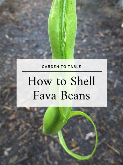 How To Grow And Harvest Fava Beans Plus My Shelling Technique Fava