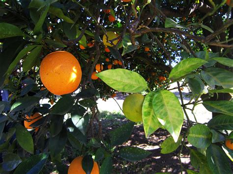 Researchers Move Toward Understanding Deadly Citrus Disease