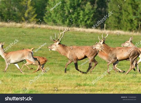 2,133 Deer Herd Running Images, Stock Photos & Vectors | Shutterstock