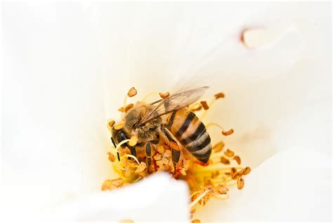 Honey Bee Photograph