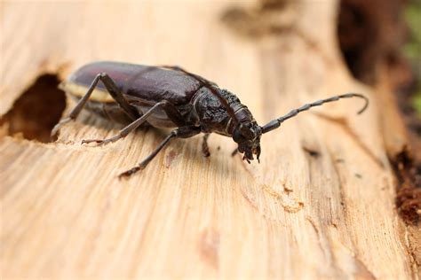 Holzwurm Im Brennholz Alles Was Du Wissen Musst