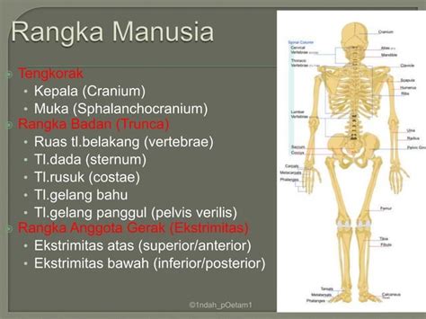 rangka persendian