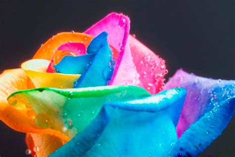 Rainbow Roses Sve Boje U Jednoj Ru I