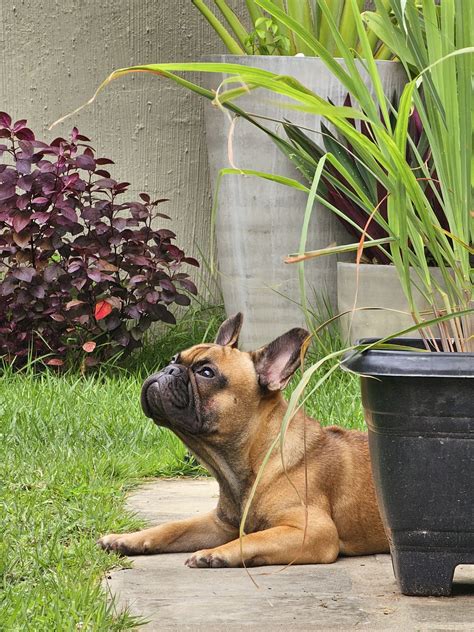 Ondas de calor e chuvas fortes as doenças que mais afetam os pets no