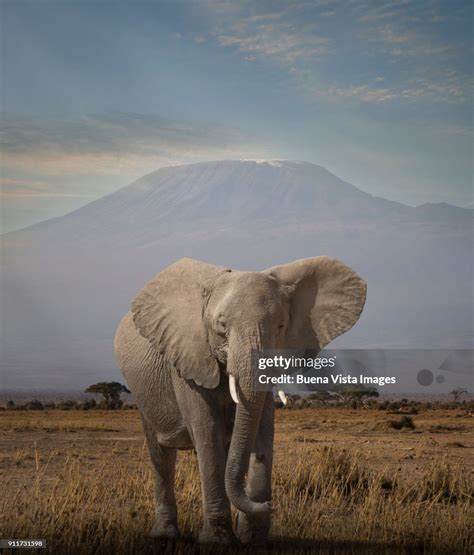 Elephant Under Mt Kilimanjaro High Res Stock Photo Getty Images