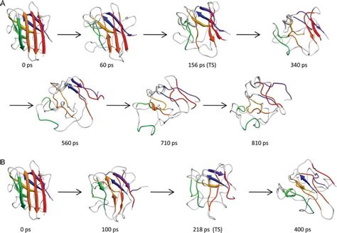 Protein Folding Unfolding Pathways Daggett Research Group