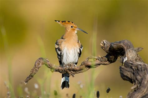 Fauna – Bosc de la Marquesa