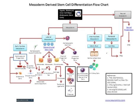 68 T CELL MATURATION FLOW CHART