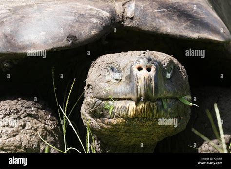 Galapagos Giant Tortoise Chelonoidis Nigra Close Up Of Head Santa