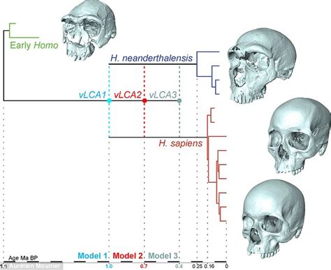 Did Neanderthals And Humans Split Earlier Than Thought Virtual Fossil