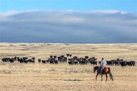 Cattle Drive Wallpapers Wallpaper Cave