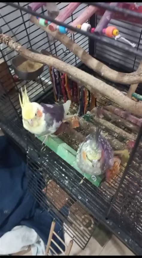 Two Types Of Tiels Rparrots