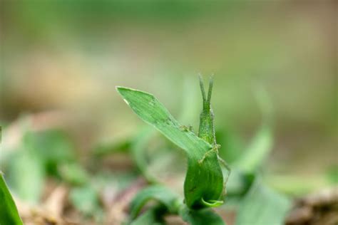 Grasshopper Bite Stock Photos, Pictures & Royalty-Free Images - iStock