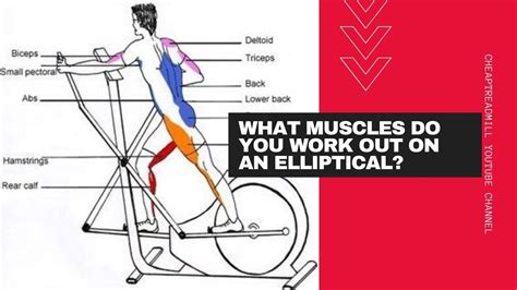 What Muscles Do You Work Out On An Elliptical Youtube