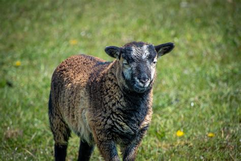 Sheep Ram Ewe Free Stock Photo Public Domain Pictures